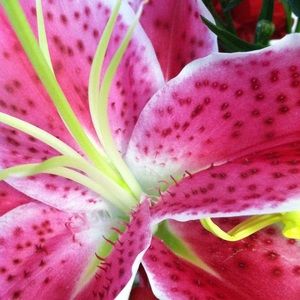 Meet your Posher, Day